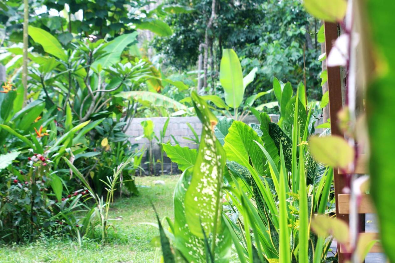 Jungle House - Surf & Hostel